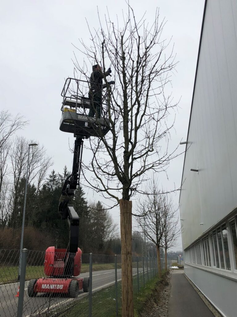Schefers Garten GmbH Ostschweiz Landschaftsgätner Unterhalt Gehölzschnitt Bäume scheiden Winterschnitt