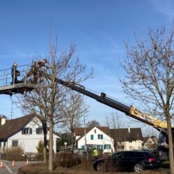 Schefers Garten GmbH Ostschweiz Landschaftsgätner Unterhalt Gehölzschnitt Bäume schneiden