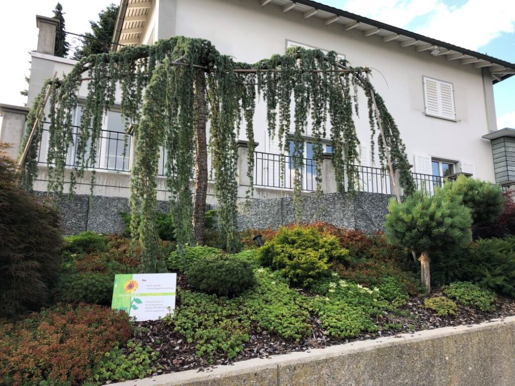 Schefers Garten GmbH Ostschweiz Landschaftsgätner Unterhalt Gehölzschnitt Garten Traumgarten