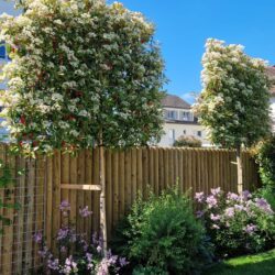 Schefers Garten Gartenbau Ostschweiz Garten Sichtschutz Holz