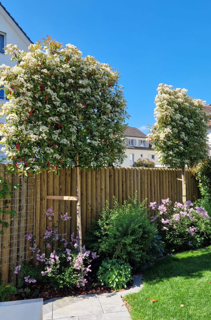 Schefers Garten Gartenbau Ostschweiz Garten Sichtschutz Holz