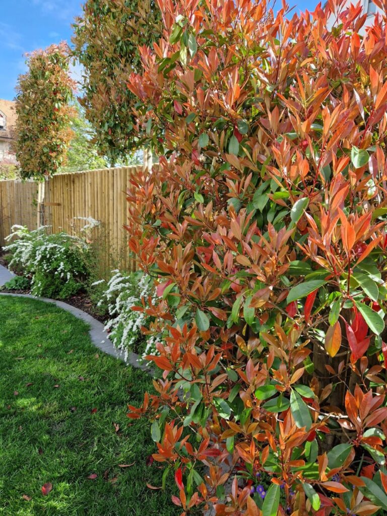 Schefers Garten GmbH Ostschweiz Landschaftsgärtner Unterhalt